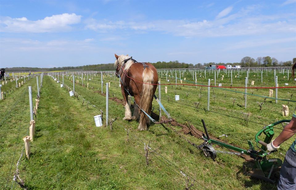 agriculture bio cheval