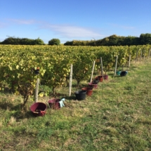 vignes Vouvray Gaudrelle