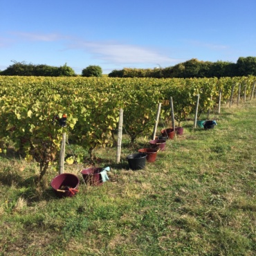 Vendanges 2017