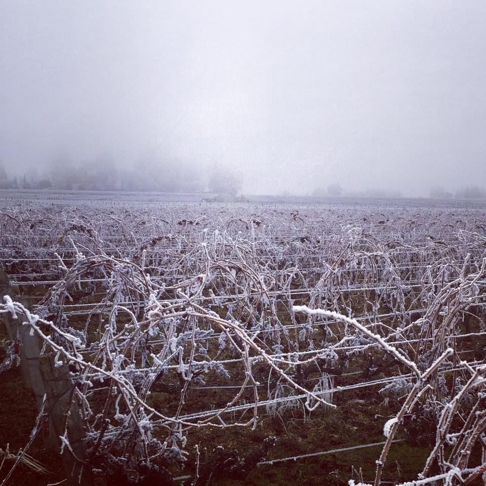 Vignes Hiver 2017