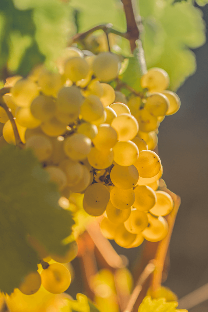 Ripe cluster before the harvest