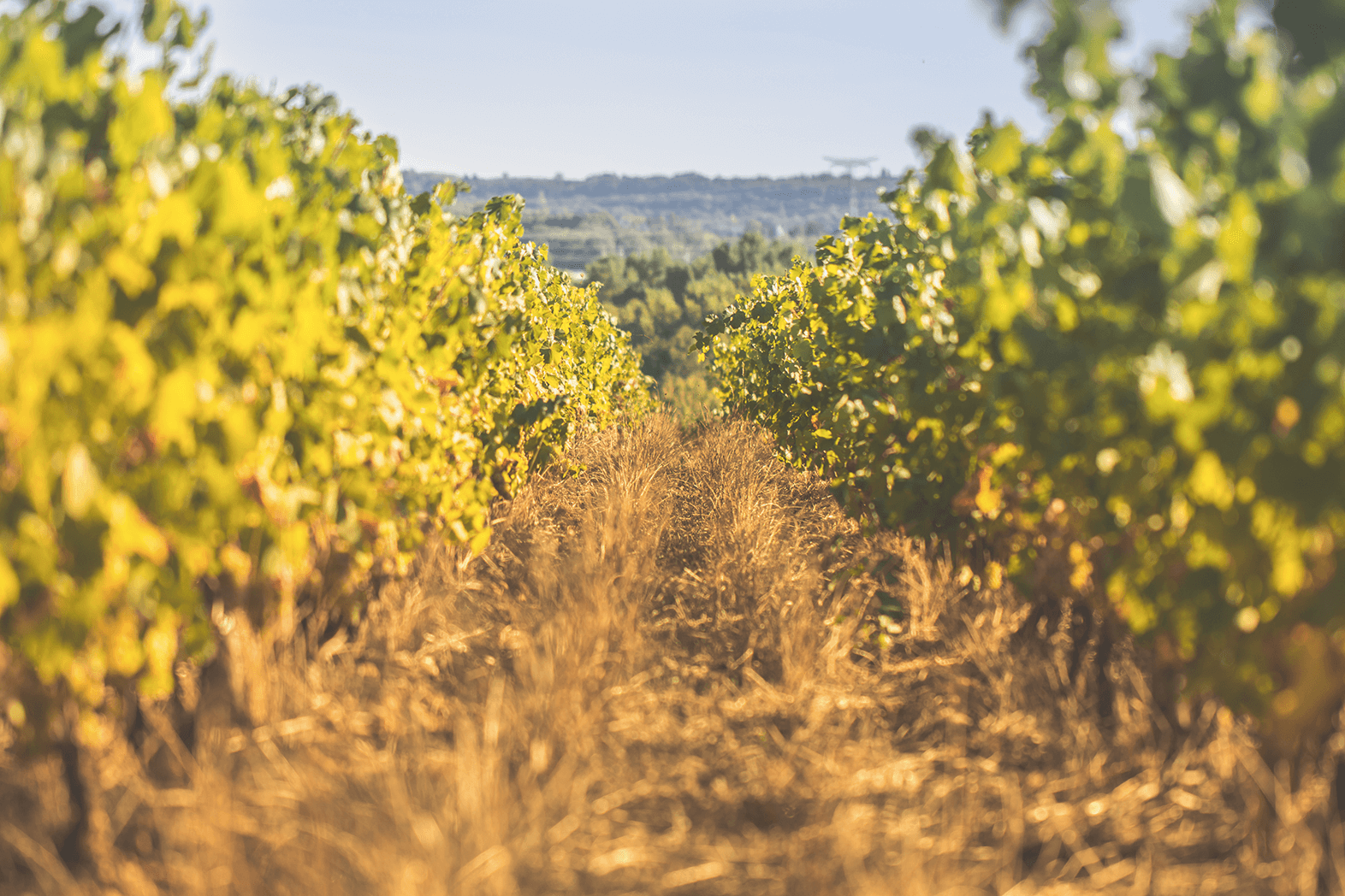 vignes Gaudrelle