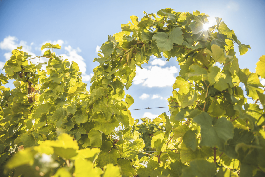 Tressage vigne Vouvray