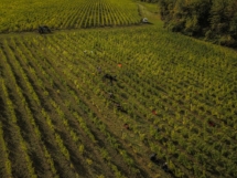 vignes drone