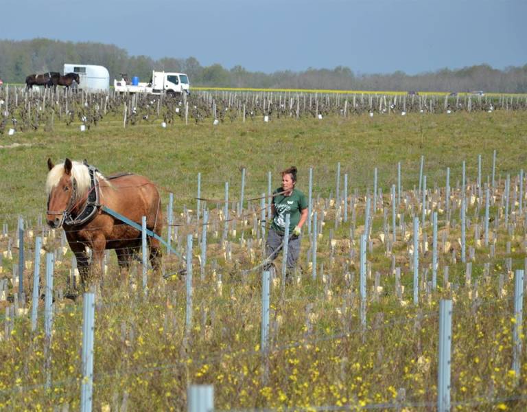 cheval dans vignes