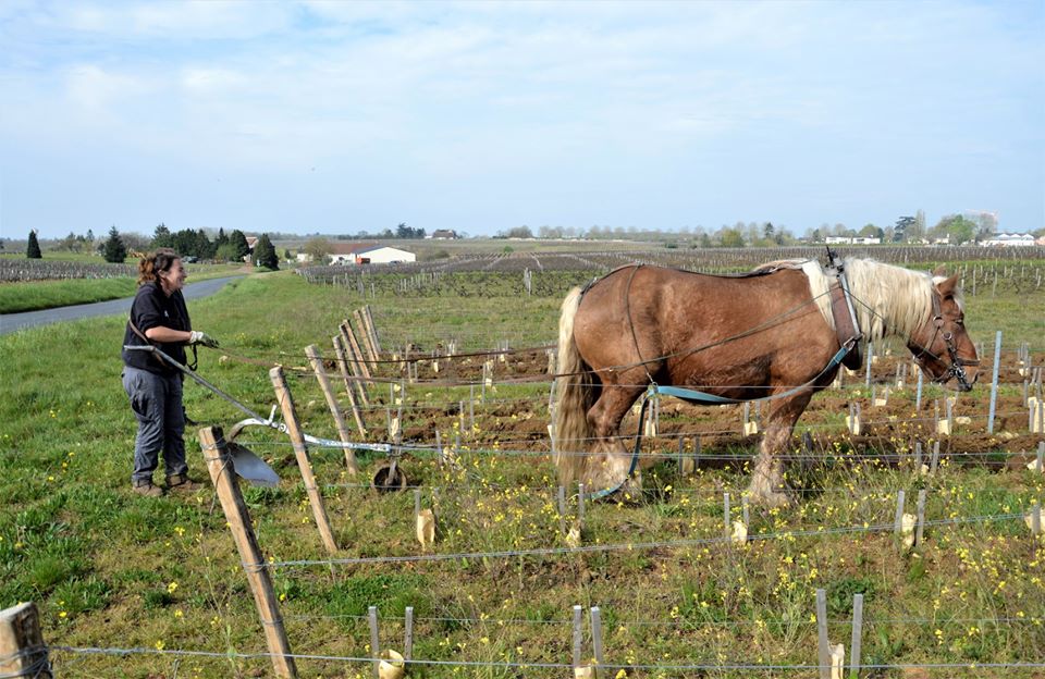 travail vignes à cheval