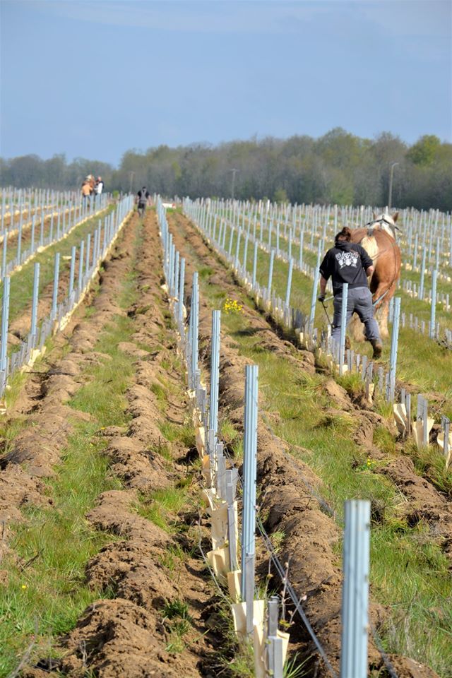 photo cheval dans vignes