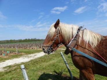 Traction animale dans nos vignes