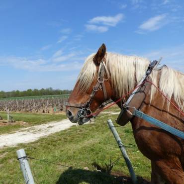 Traction animale dans nos vignes