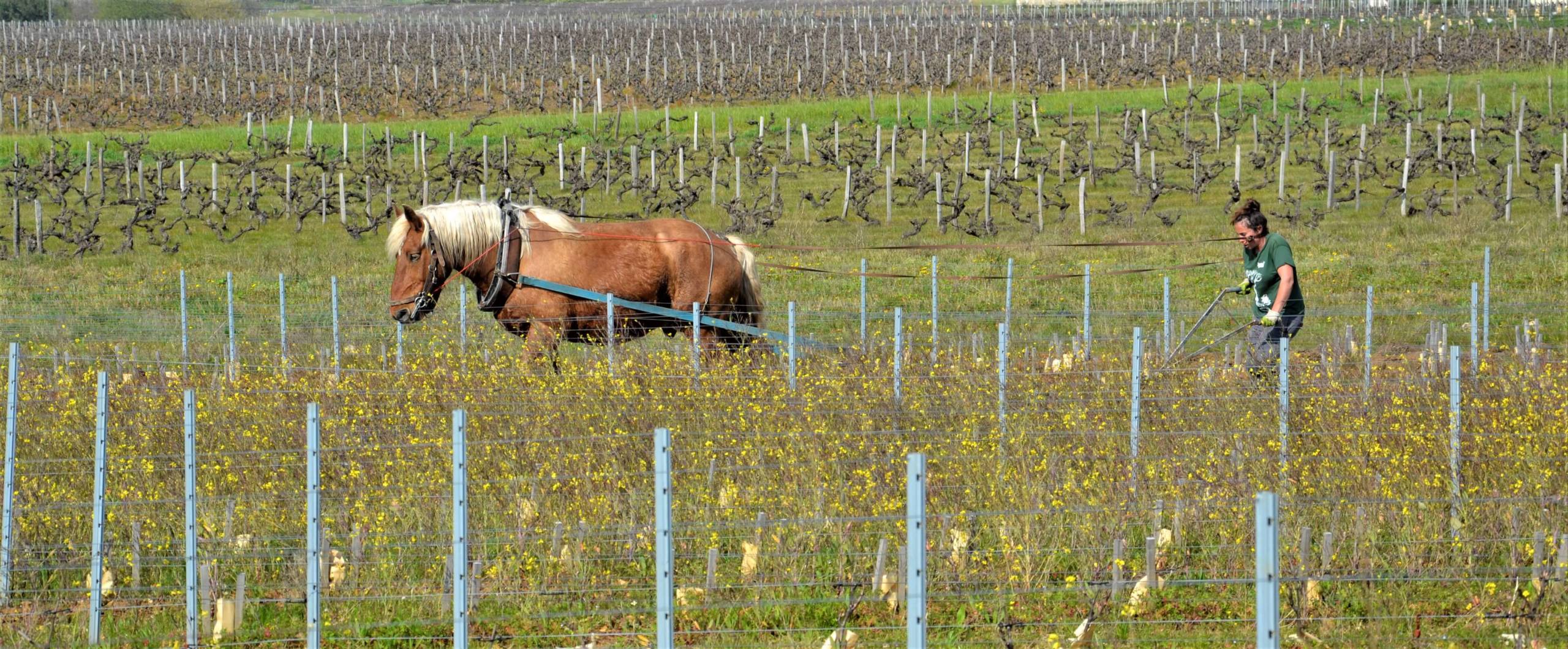 slider cheval vignes Vouvray