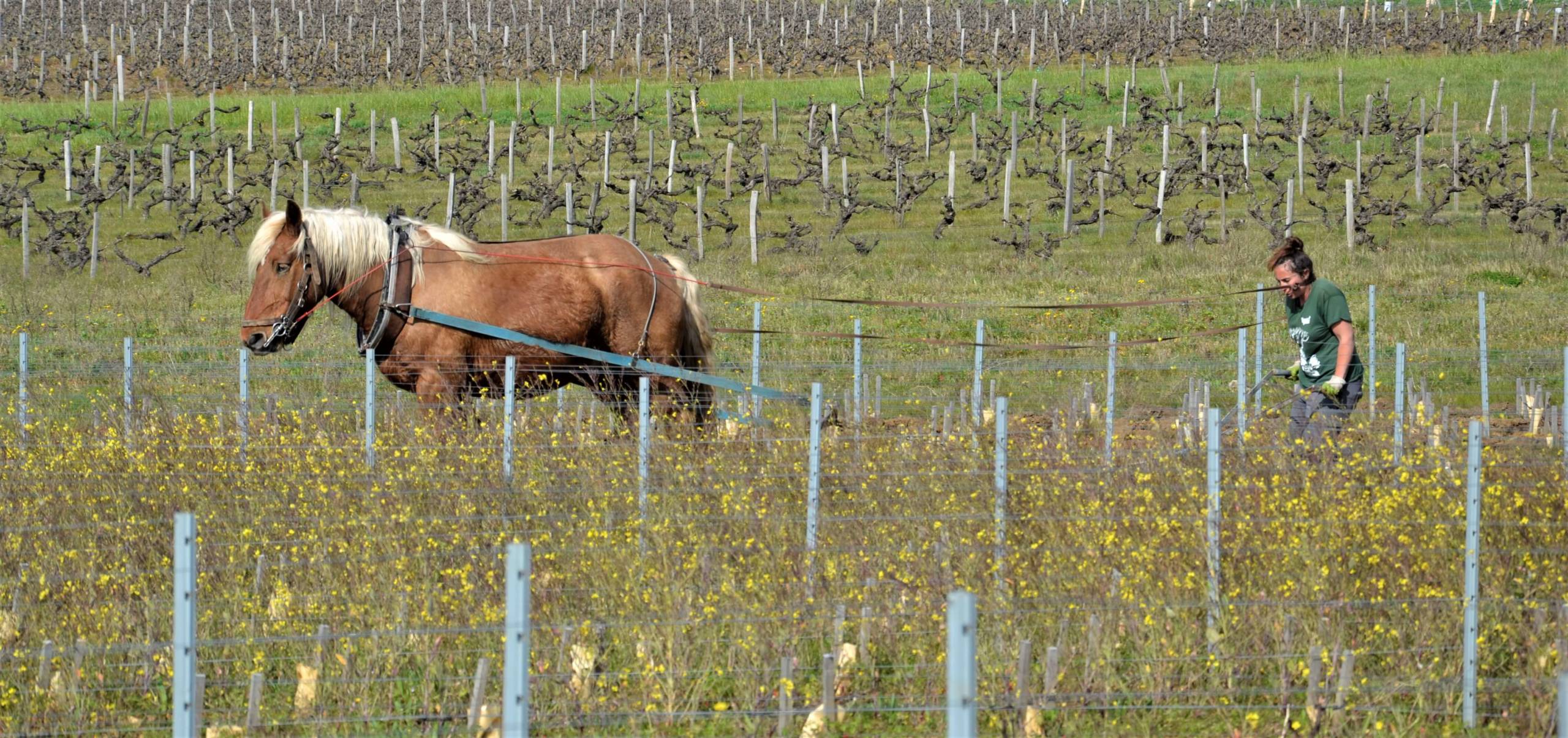 conversion biologique cheval vignes