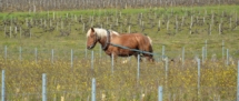 Vouvray cheval trait