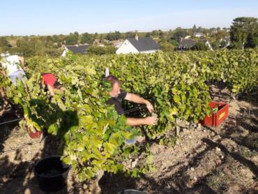 Vendanges 2020 : une récolte précoce !