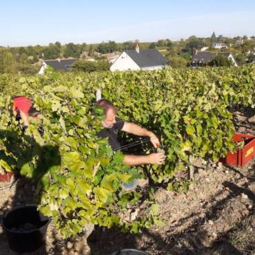 Vendanges 2020 : une récolte précoce !