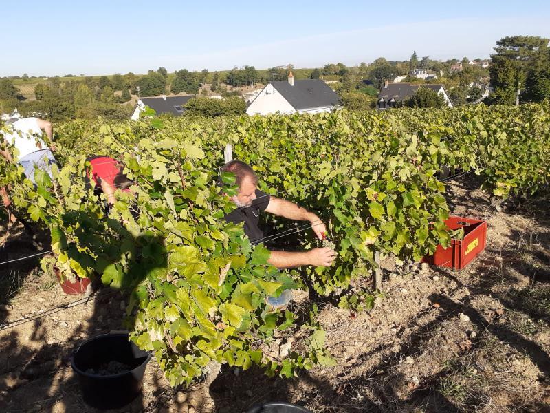 Vendanges manuelles en caisse 2020