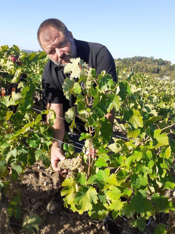 Vendanges manuelles 2020