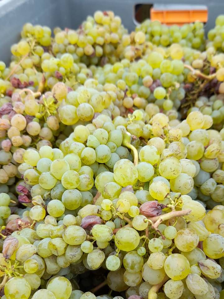 Grappes de Chenin blanc