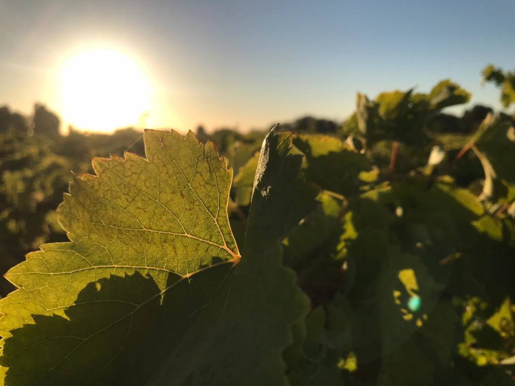 Vendanges 2020 avec le soleil