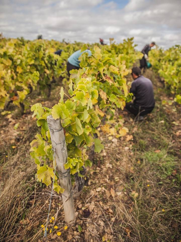 Vendanges 2020