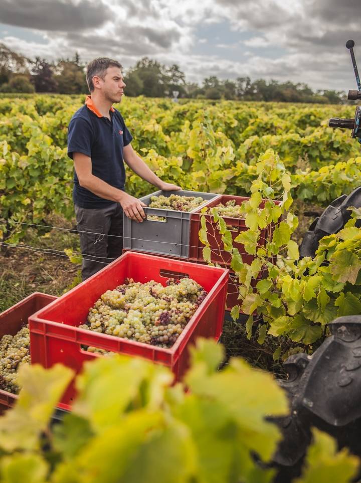 Vendanges en caisse