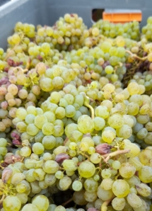 vendanges recolte