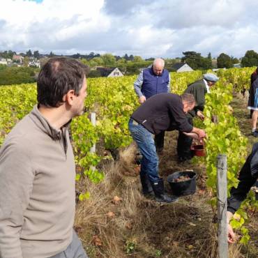 Les vendanges 2020 sont terminées !