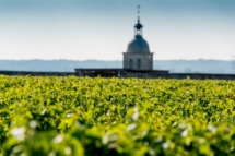 Vignes Clos le Vigneau