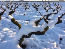 Vignes sous la neige