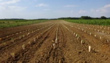 plantation Les Gués d'Amand