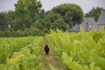 Eole exploring the vines