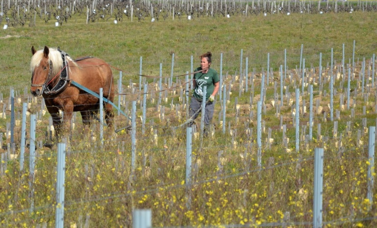 Labour des vignes à Rochecorbon / Vouvray au Château Gaudrelle, domaine bio