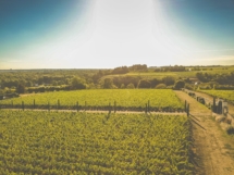 Vue domaine viticole Vouvray en Loire, à visiter en œnotourisme