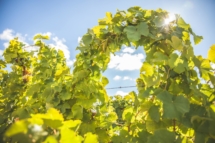 Vignes tressées dans le vignoble de Vouvray, dans un domaine bio, pour les vins blancs du Château Gaudrelle