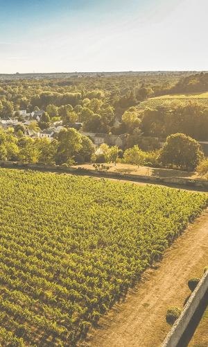 Chateau Gaudrelle paysage vignes Chateau Gaudrelle paysage vignes