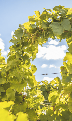 Vigne Chateau Gaudrelle tressage Tressage vigne Vouvray