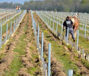 Vigne et cheval photo cheval dans vignes