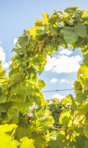 Tressage des vignes Vignes tressées dans le vignoble de Vouvray, dans un domaine bio, pour les vins blancs du Château Gaudrelle